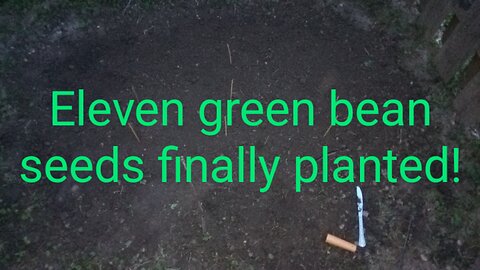 I Finally Planted 11 green bean seeds on Day 16! Days 12,13,14,15 had problems. 2025June7--11