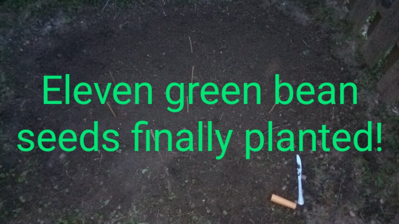 I Finally Planted 11 green bean seeds on Day 16! Days 12,13,14,15 had problems. 2025June7--11