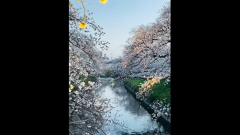 Japan Sakura Flowers