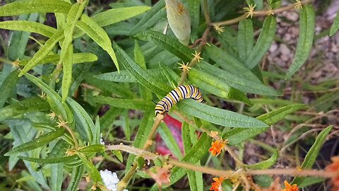 Monarch Butterfly Caterpillars