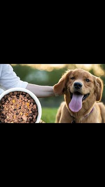 Amazing Dog Foods | Funny Video
