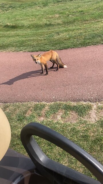 Golf course Fox