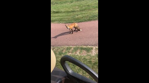 Golf course Fox