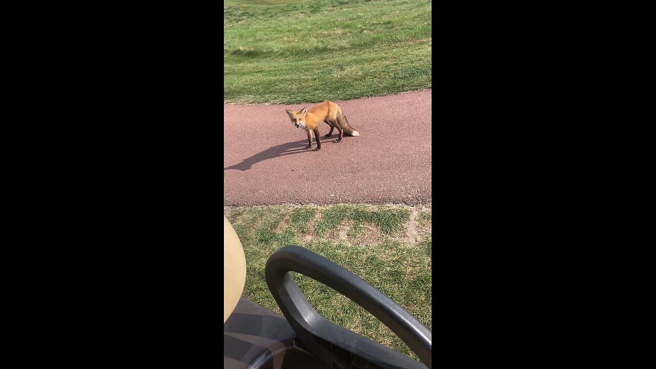 Golf course Fox