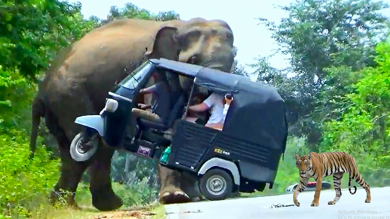 World Most Danger Elephant