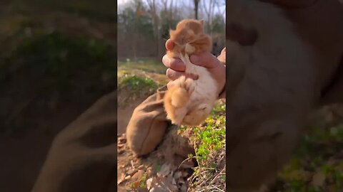 Prepare sacks to catch little rabbits and pet them. Rabbits. Cute little rabbits in the countryside