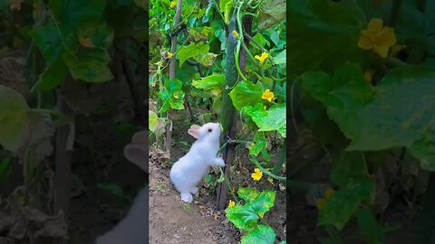 Little Rabbit Stealing Cucumbers in the Vegetable Patch Debut Plan for Cute Pets Rabbit, Little Cut