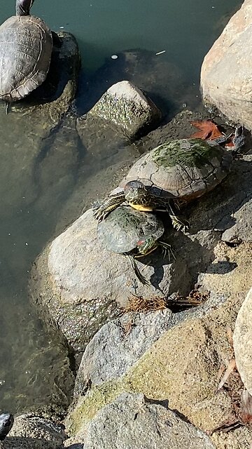 Red-Eared Slider Turtles 🐢 #redearedslider #followme #shorts #viral #trending #turtles #turtle