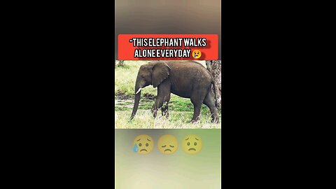 He Walks Alone Every Day 😢