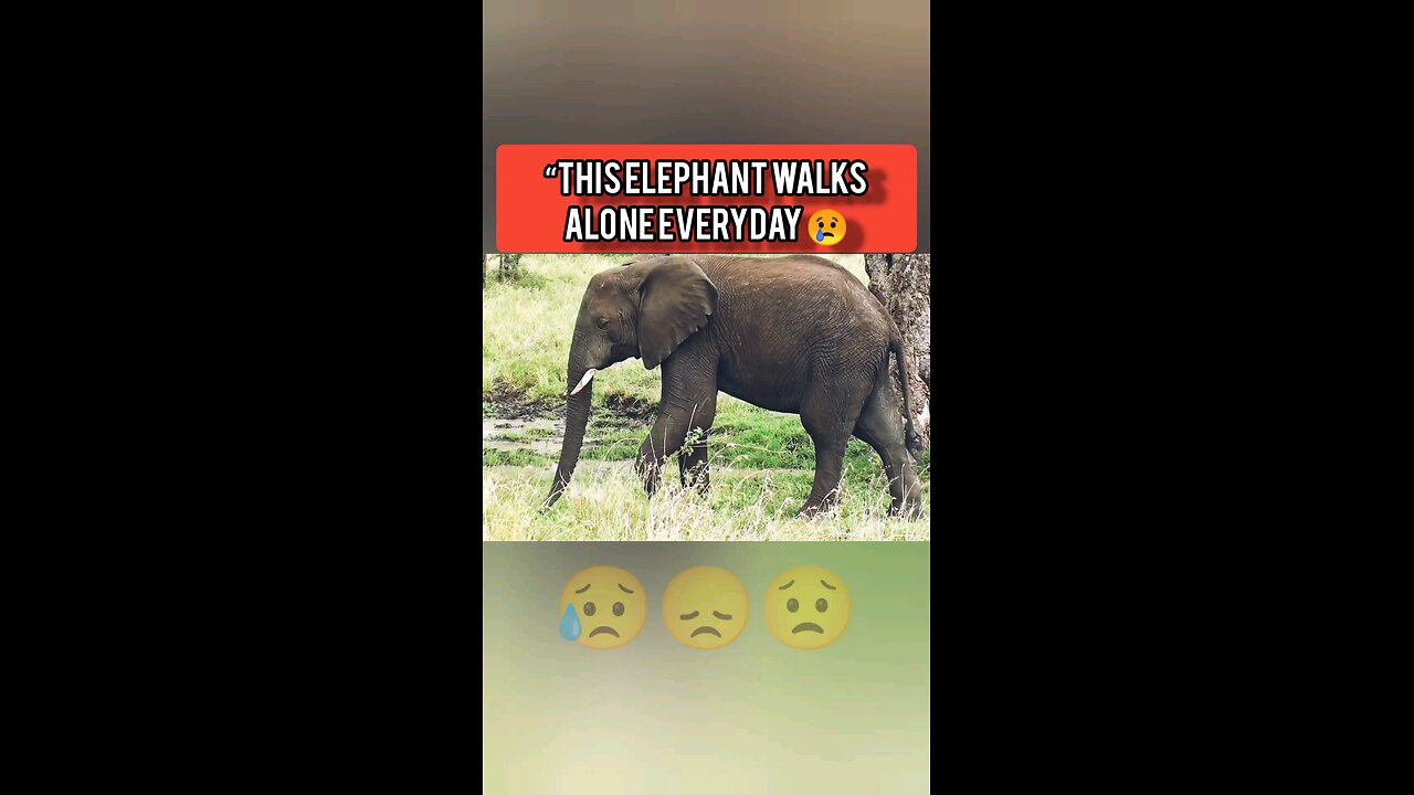 He Walks Alone Every Day 😢