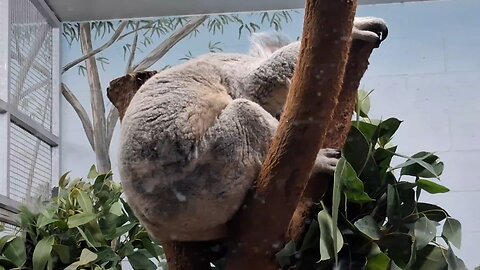 Amazing video of a koala 🐨 🐨🐨📷🎬🔫