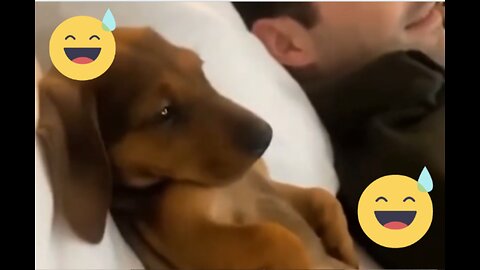 I dare you not to LAUGH at these FUNNY DOGS