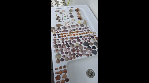 Beach Finds 7/18/2025