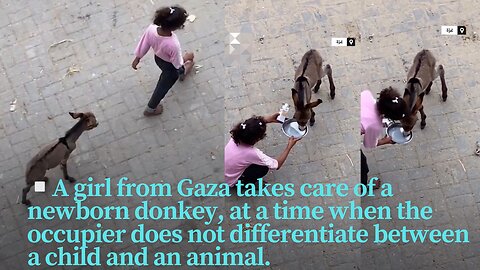 A girl from Gaza takes care of a newborn baby donkey