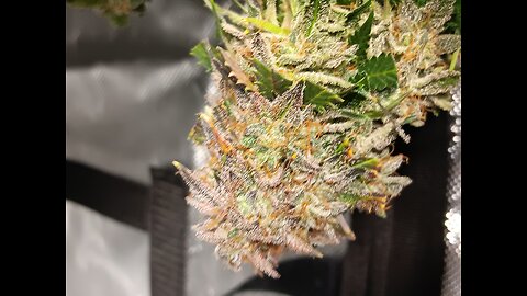Mimosa Cake auto drying