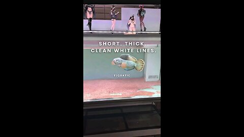 A short, thick Channa Barca. Solid from head to tail.