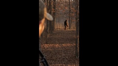 What Is It? Bear? Bigfoot? #bigfoot