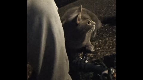 Black & white Rosevean Cat & a new grey friend