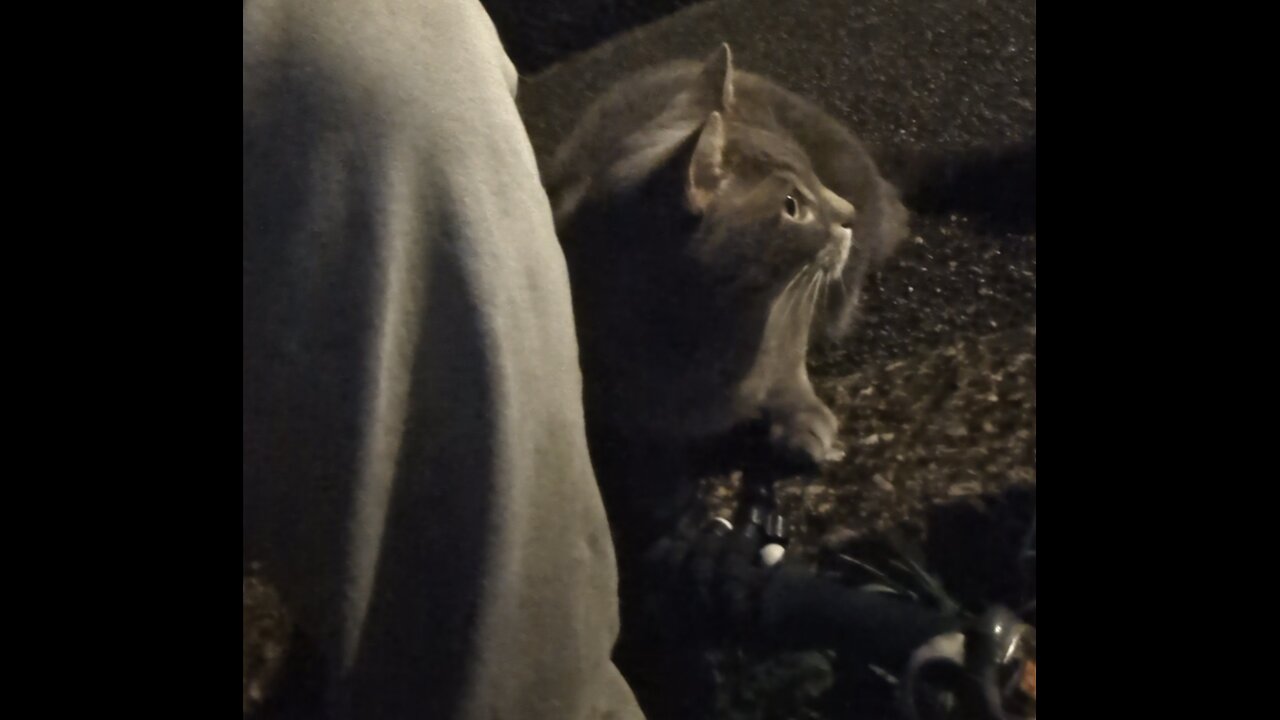 Black & white Rosevean Cat & a new grey friend