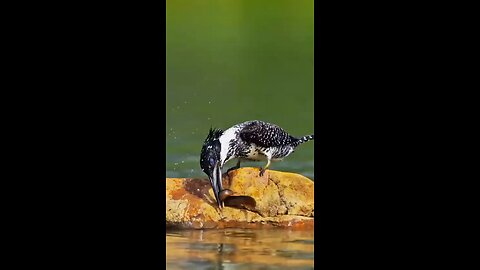 Eating Fish
