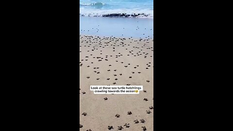 Baby turtles crawling to the ocean is so calming. #fyp #fypシ #foryoupage #relax #ocean