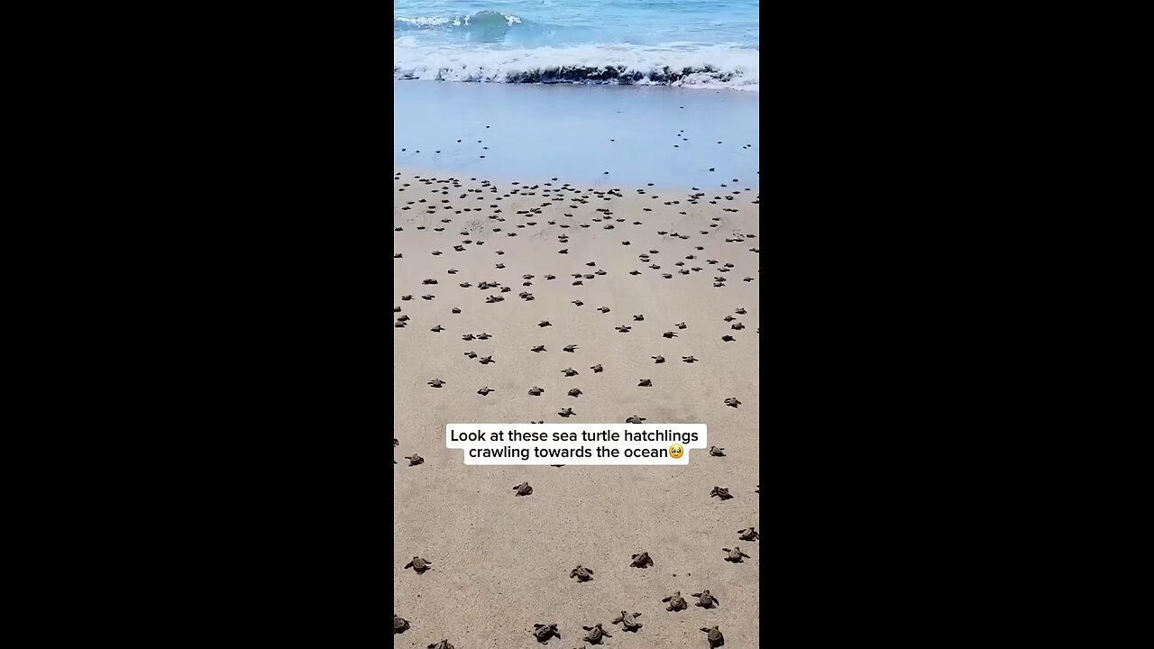 Baby turtles crawling to the ocean is so calming. #fyp #fypシ #foryoupage #relax #ocean