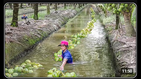 How Thai Farmers Harvest Millions of Tons of Fresh Coconut Every Year