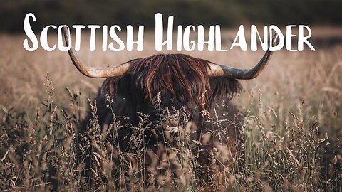 SCOTTISH HIGHLAND CATTLE video & beautiful music