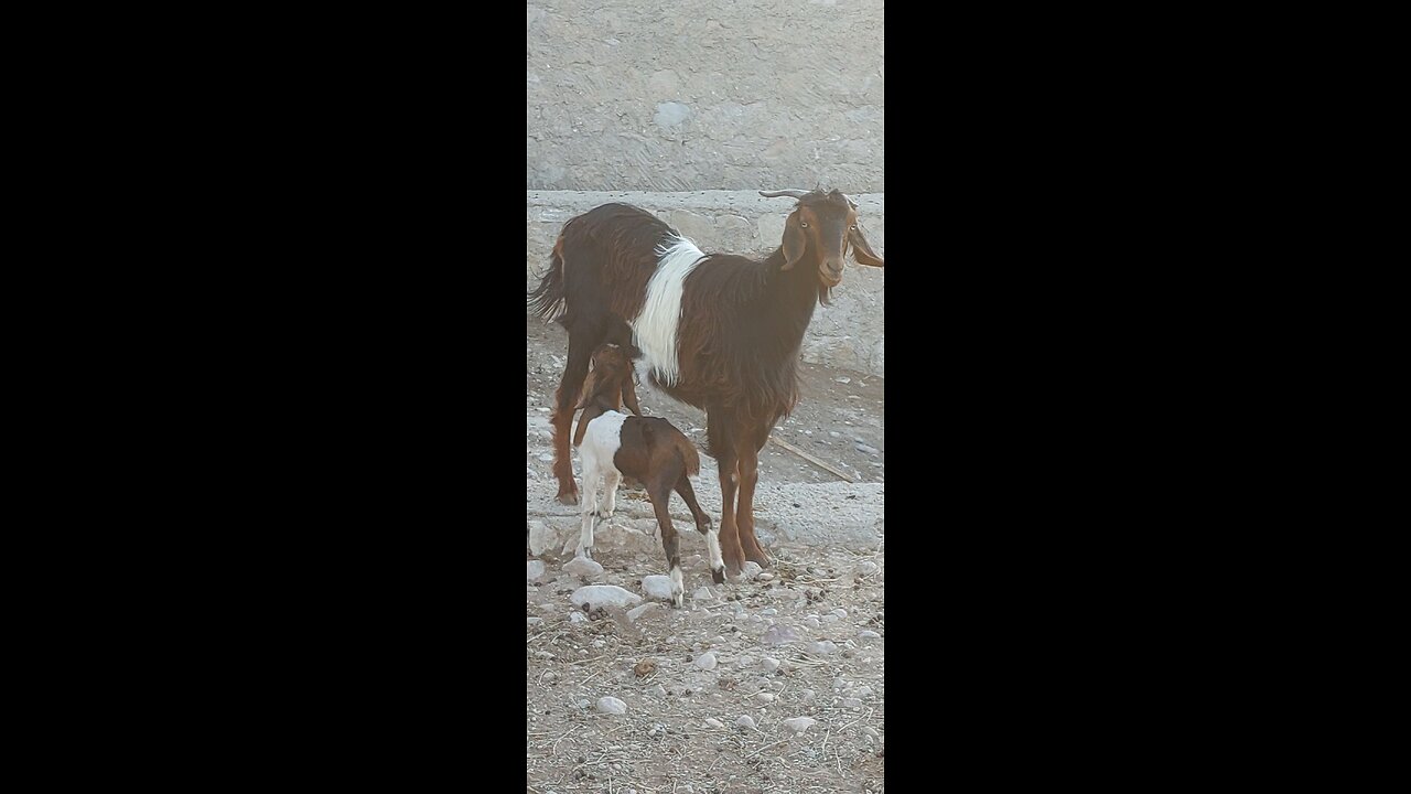 Sweet Moment of a Baby Goat Drinking Milk