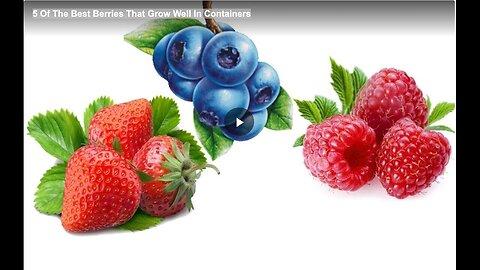 "Top 5 Berries for Container Gardening"