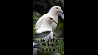 Joshua 💡 561 ~ The Gift of Being Single