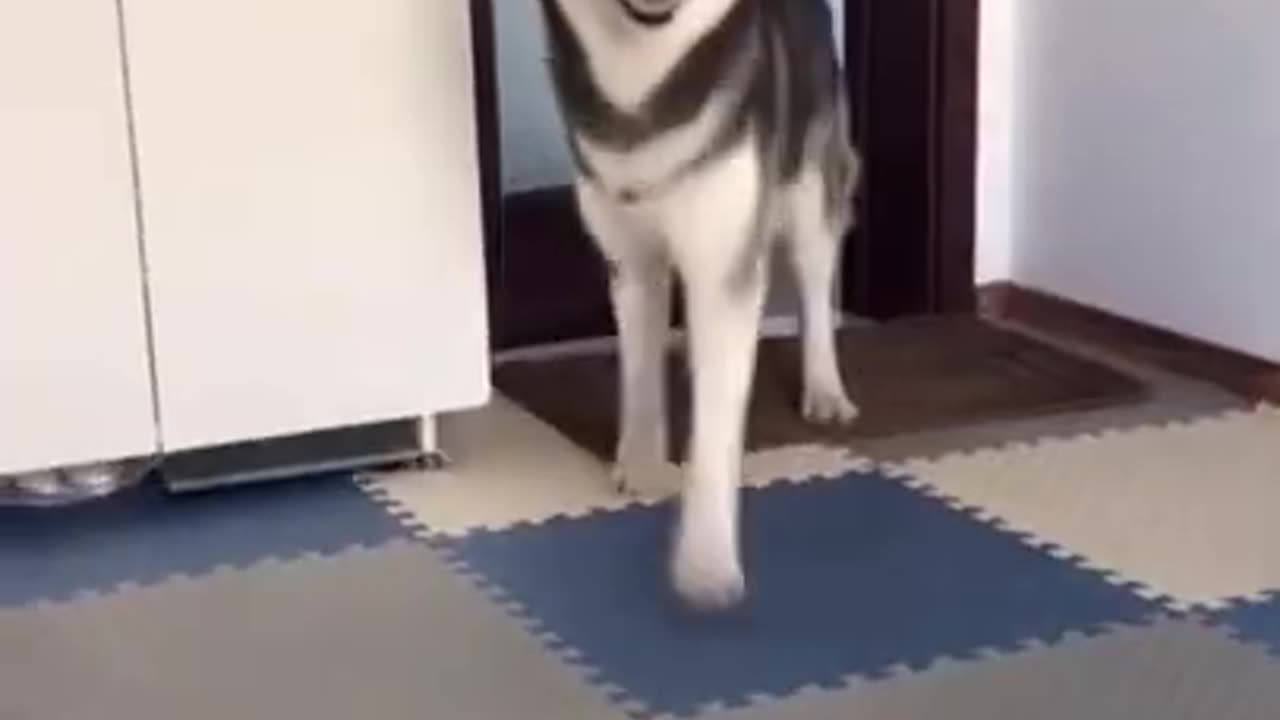 Funny video of a husky dancing