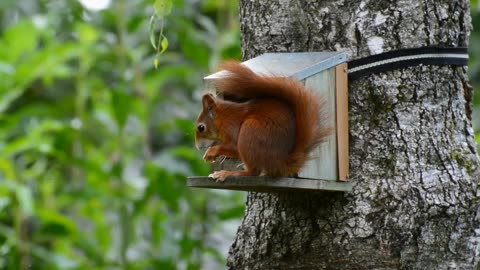 Pure Serenity! Cute Squirrel Enjoying Lunch in Nature 🐿️🍂
