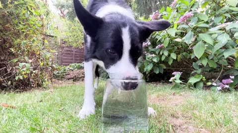 Border Collie Loves Blowing Bubbles