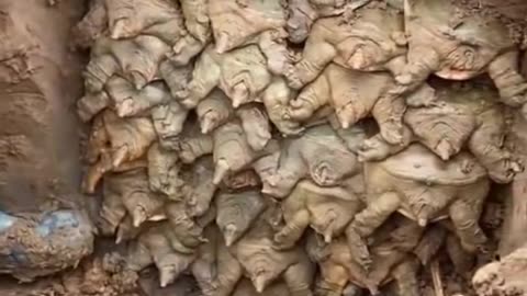 👻👽 GhostlyTokSa's Eerie Encounter with the Unknown! | TheHauntingHour