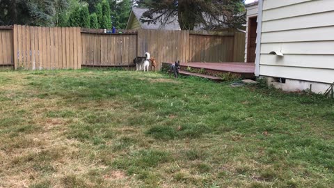 Koda visit Aug 12 2020