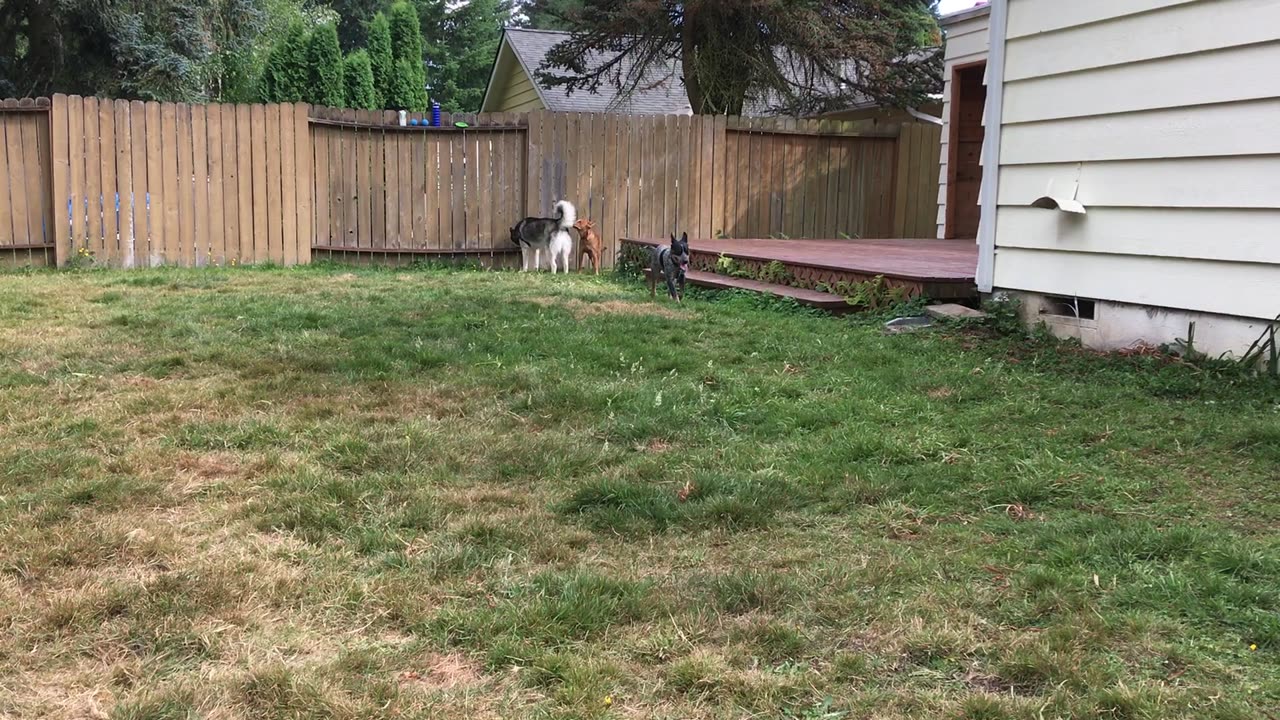 Koda visit Aug 12 2020