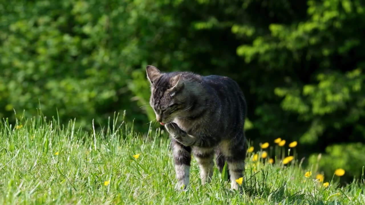 7 Surprising Secrets About Cats Part