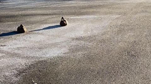 City Ducks