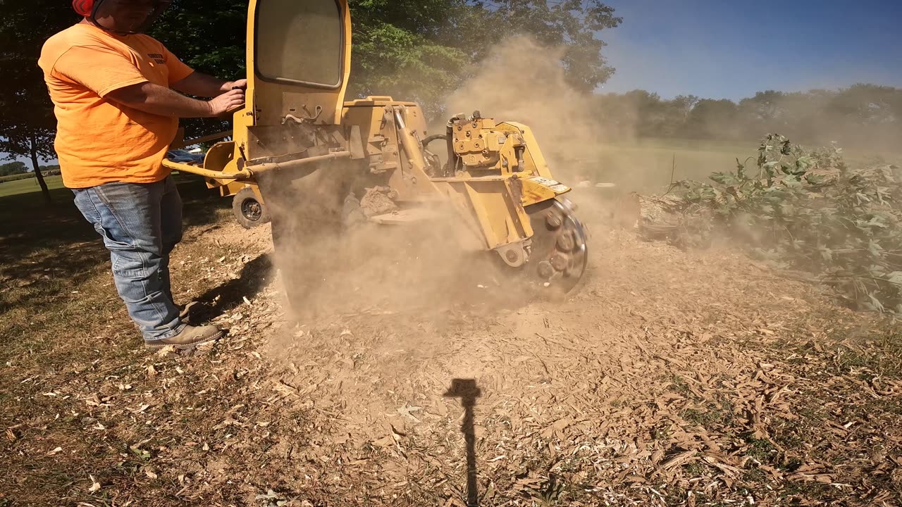 Stump Grinding a Maple Stump in Hazel Green, Alabama
