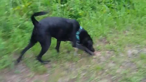 Roaming Riley