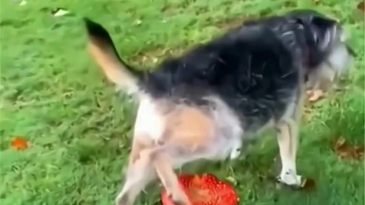FUNNY ANIMAL COMPILATIONS - PART 45