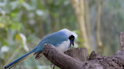 Animals of Amazon 4K - Animals That Call The Jungle Home _ Amazon Rainforest _Scenic Relaxation Film