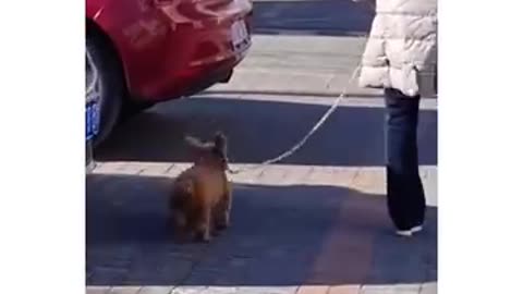 happiest of walks