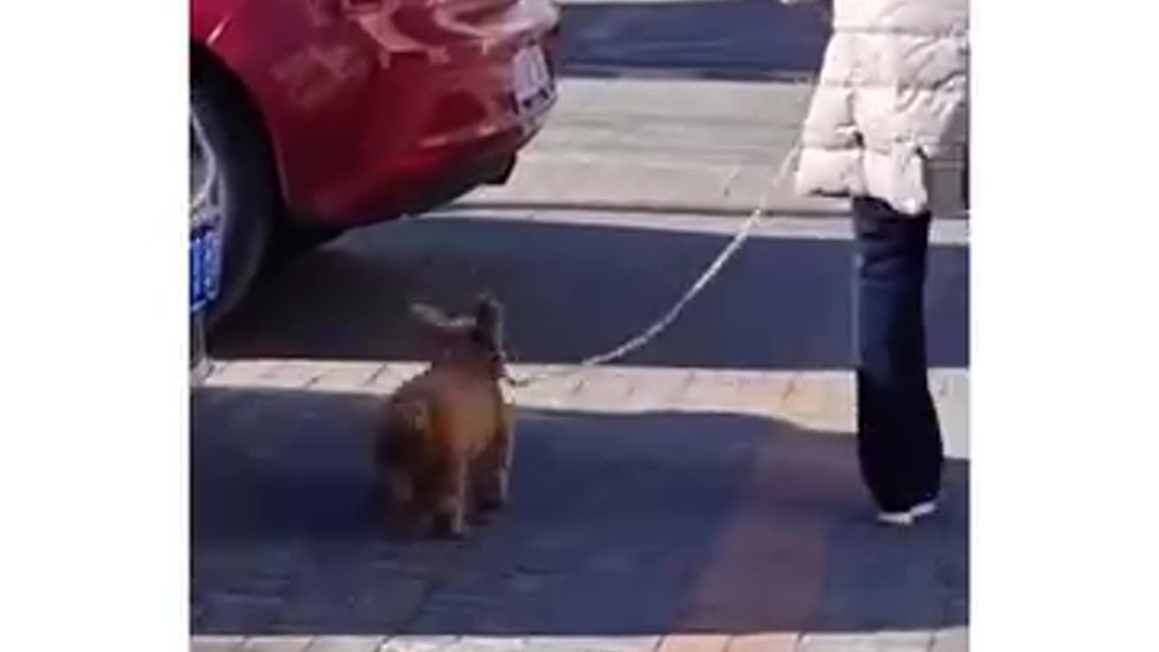 happiest of walks