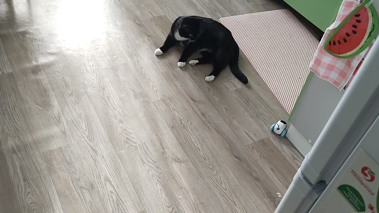 Cat and an AI Robot Part 2