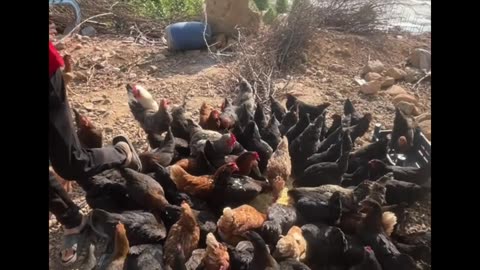 I gave the chickens a rice feast
