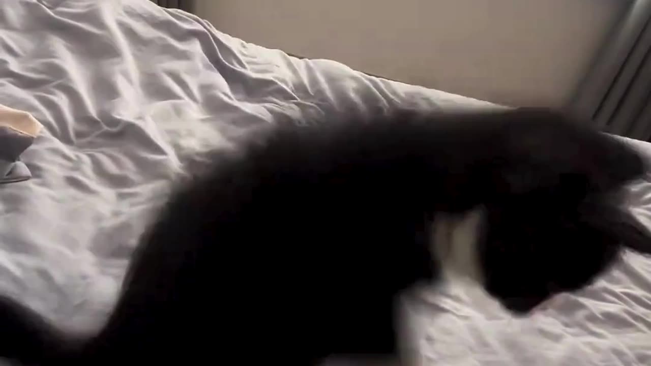 “This Little Cat Is Preparing for War 😂”
