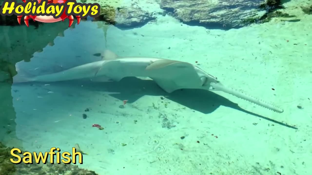 Manatees and Stingrays Swim in the Deep Sea to be Safe