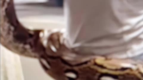Reptile hunter rescues snake, that was spotted in a dumpster